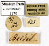 CollectionObject 1587260; MNHN(SF IMPORT DUPLICATE) MNHN-EP-EP1170, 3776c563-d0a8-4f0f-82b7-0156c4985859: CC BY-NC-ND 4.0/MNHN - Depraetere Marion - 2014. Non type, female. Specimen number: MNHN-EP-EP1170. http://coldb.mnhn.fr/catalognumber/mnhn/ep/ep1170. (CollectionObject).