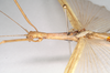 CollectionObject 1560062; NHMUK(SF IMPORT DUPLICATE) 844794, 963f9ea1-cfa5-4832-88c4-3b766c0ac107: copyright Natural History Museum, London. female: head and thorax, lateral view (holotype). (CollectionObject).