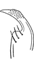 Stylus: !! display not done !! on Bambusana bambusae (Matsumura, 1914): Stylus. (Observation).