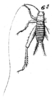 Odontogryllus (Odontogryllus) setosus Saussure, 1877: Pl. 14, Fig. 25 (6). male, dorsal view. (Otu).