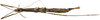 CollectionObject 1578606; RBINS IG: 32700'''''', ba9c83f1-6cb5-4381-9135-c5b2f795c764: copyright ISNB, Brussels. female, ventral view (paratype). (CollectionObject).
