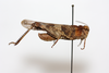 CollectionObject 1581018; 146f57ad-d562-42e1-943c-2b8eadaee63b: male, laterall view (paratype). (CollectionObject).