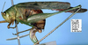 Scolocerca fusciala Ragge, 1980: female (paratype). (Otu).