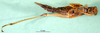CollectionObject 1500924; fd615313-ac80-440d-8e0d-b263c78c20c8: female, ventral view (holotype). (CollectionObject).