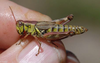 Melanoplus stupefactus (Scudder, 1876): female. (Otu).
