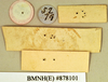 Zuluia abscissa (Walker, 1868): Holotype, unsexed, labels, reverse. BMNH(E)#878101. (Otu).