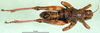 CollectionObject 1502771; f16113db-5332-490e-a207-31cbef4ebff9: male, dorsal view (paratype). (CollectionObject).