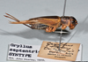 copyright Natural History Museum, London. female, lateral view (syntype of Gryllus septentrionalis). Depicts CollectionObject 1520735; f8cac87e-d2d9-4c0f-81b3-3779818d4525, a CollectionObject.