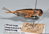 CollectionObject 1520735; f8cac87e-d2d9-4c0f-81b3-3779818d4525: copyright Natural History Museum, London. female, lateral view (syntype of Gryllus septentrionalis). (CollectionObject).