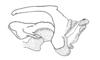 Atopacris manabiensis Amédégnato & Poulain, 1998: Fig. 53. Phallic complex, epiphallic layer removed. (Otu).