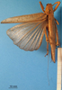 CollectionObject 1538355; a710565a-be24-4536-bb0c-713f3cdb6e68: female, dorsal view. (CollectionObject).
