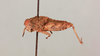 CollectionObject 1518584; bcc37376-7ef6-4226-9606-b9ba01f16caa, NHMUK015982108: female, lateral view (holotype). (CollectionObject).