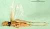 CollectionObject 1501436; 3cbb2197-1f83-445f-8c42-a9d47bf94fcb, DORSA BA000637S01: male, ventral view (holotype). (CollectionObject).