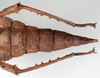 CollectionObject 1581484; 601aaab1-9f4d-494f-82cb-9f429d3f9c9c: copyright Frank Hennemann. female: end of abdomen, dorsal view (paratype). (CollectionObject).;CollectionObject 1581485; 3938798b-529d-44e9-82ff-15e0daf0f616: copyright Frank Hennemann. female: end of abdomen, dorsal view (paratype). (CollectionObject).;CollectionObject 1581486; 1af7e260-95ab-4227-a8ca-0b12eff77cd5: copyright Frank Hennemann. female: end of abdomen, dorsal view (paratype). (CollectionObject).