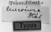 CollectionObject 1529637; e72f9860-0b71-4ec3-b850-b548725fdf33: Image Carbonell, C.S. labels (syntype of Syrbula leucocerca). (CollectionObject).