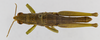 CollectionObject 1523753; ca1e5287-ea60-492d-bb08-876ce51a5269: male, dorsal view (holotype). (CollectionObject).