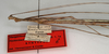 CollectionObject 1591103; 79b660e6-31fe-432a-b40e-faf8a643cf62: copyright NMW, Vienna. male: head and thorax, lateral view (paralectotype). (CollectionObject).;CollectionObject 1591104; 99601963-2824-42d3-9a8a-09c9245ab290: copyright NMW, Vienna. male: head and thorax, lateral view (paralectotype). (CollectionObject).
