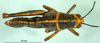 CollectionObject 1567377; d5013d5c-74d8-444f-996b-b076ba8d61db: female, dorsal view (paratype). (CollectionObject).