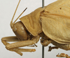 female pronotum, lateral view (lectotype of Mustius bocagei). Depicts CollectionObject 1535119; d3e607ac-9209-4cd1-949b-322bae5f34c1, a CollectionObject.