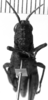 CollectionObject 1538326; 925cd9fe-8f9f-4ad6-a6bf-9d74abb5aeff: Image Carbonell, C.S. female, frontal view (holotype of Truxalis coriacea). (CollectionObject).