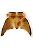 Forewing on Cuerna angusta Nielson, 1965: Female internal sternum VIII.<br>Mexico, Jalisco, Rt.80, NE Lagos de Moreno, INHS.<br> Photo: S. Krishnankutty. (Observation).