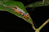 FieldOccurrence 3523; 30031437-ff24-40e6-b4da-9035ecc0cd65; Brazil: Rio de Janeiro
Rio de Janeiro, Parque Nacional da Tijuca, 2021/09/10-2021/09/11
Pedro Souza-Dias: female. (FieldOccurrence).