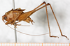 male, lateral view. Depicts CollectionObject 1576646; NMW 21913, b83b098c-eda0-4bfb-a5ea-e0451161795d, a CollectionObject.