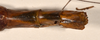 CollectionObject 1558775; 1223b893-7818-4212-b7d4-d77b2eff36da: copyright OUMNH. female: end of abdomen, dorsal view of Cyphocrania (Eurycnema) versirubra (holotype). (CollectionObject).
