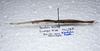 CollectionObject 1575937; 86c47283-eee8-4191-a027-c30166e008b3: copyright SPM, Kinabalu. male, lateral view (paratype). (CollectionObject).