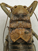 CollectionObject 1534971; 946bf810-25e9-4cd8-9e6f-ca64f6ba3dc3: male pronotum, dorsal view (holotype). (CollectionObject).
