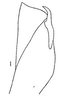 Pygofer ventral appendages, ventral view: !! display not done !! on Frequenamia spiniventris (Linnavuori, 1955): pygofer, ventrally. (Observation).