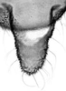 Aedeagus, ventral view.: Cauda (CA) of A. decepta. (Observation).