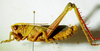 CollectionObject 1498684; 0cde460f-5809-47a8-a2fb-ec2c3fa96705: male, lateral view. (CollectionObject).
