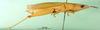 CollectionObject 1501686; d15dc620-d108-4cf3-8da4-9eda8bb6d1fe: female, lateral view. (CollectionObject).