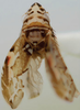 Habitus, dorsal view on Eualebra gingerae Dietrich, 2013: Habitus (female, Equador). (Observation).