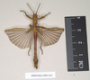 CollectionObject 1560887; NHMUK(SF IMPORT DUPLICATE) 845169, 41802941-4b62-4127-8252-8f41092590da: copyright Natural History Museum, London. male (holotype). (CollectionObject).
