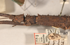 CollectionObject 1558452; a237584d-116d-4fb6-96cd-ae54ce1c2027: copyright OUMNH. female: head & thorax, lateral view of Dimorphodes mancus (syntype). (CollectionObject).;CollectionObject 1558453; ea906b12-686a-41bd-bb38-664c85261f31: copyright OUMNH. female: head & thorax, lateral view of Dimorphodes mancus (syntype). (CollectionObject).