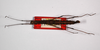 CollectionObject 1559791; 2211baf8-4d2a-449a-9c58-29fe89c91b67: copyright ZMB, Berlin. female, dorsal view (paratype). (CollectionObject).;CollectionObject 1559792; 823860e5-75fe-4470-a935-55315762264a: copyright ZMB, Berlin. female, dorsal view (paratype). (CollectionObject).