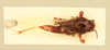 CollectionObject 2051832; NHMUK015982232, da2bc3e3-e02c-4396-bf8a-0bf7c6da48c0: Bruntridactylus irremipes (Uvarov, 1934). Dorsal view. (CollectionObject).