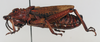 Dictyophorus (Tapesiella) griseus griseus (Reiche & Fairmaire, 1849): male, lateral view (syntype of Tapesia aethiopicus). (Otu).