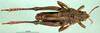 CollectionObject 1478192; 5b03f636-d1b6-4218-b0c9-b7b1e43f6019: male, dorsal view (holotype). (CollectionObject).