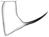 Idiostatus hermanii (Thomas, 1875): Fig. 7 (after type). male cercus, dorsal view (Idiostatus hendersoni). (Otu).