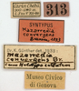 labels (syntype). Depicts CollectionObject 1576735; 4ff19551-89ce-4e23-b82c-cd38e91ea318, a CollectionObject.