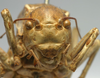 CollectionObject 1516720; 872de632-86d8-4cde-b3d3-e56bd926c378: male, frontal view (holotype). (CollectionObject).