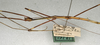 CollectionObject 1560899; 87fe6e04-7a35-4a95-a62c-e3d57231784d, NMW 602: copyright NMW, Vienna. male: head and thorax, lateral view (holotype). (CollectionObject).