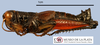 CollectionObject 1513138; 04bc92c2-fb8a-4582-a103-26dec18cf3c9: male, lateral view (holotype). (CollectionObject).