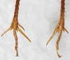 CollectionObject 1533011; cf6c9304-1f2d-43a4-a9c7-bbd17c487bea: male, apices of hind tibiae, dorsal view. (CollectionObject).