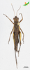 CollectionObject 2271301; Unioeste Cascavel K-1249, 1443c288-1d7f-479e-95da-a5cb9ee9d9c1: Male, dorsal view. (CollectionObject).