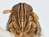 Head: !! display not done !! on Chionomus aculeatus (Beamer, 1948): (Observation).