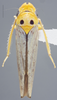 Habitus, dorsal view on Cuitlana venusta (Stål, 1864): Dorsal. (Observation).